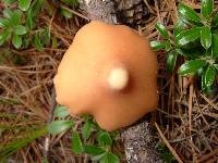 Entoloma strictius image