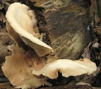 Crepidotus malachius image