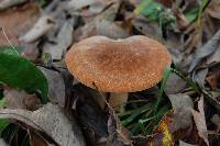 Polyporus radicatus image