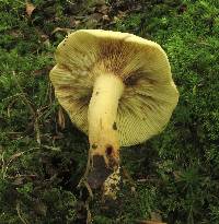 Lactarius volemus var. flavus image