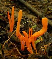 Clavulinopsis aurantiocinnabarina image