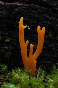 Calocera viscosa image