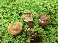 Lactarius gerardii image