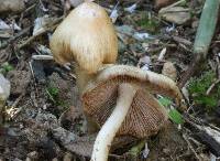 Inocybe rimosoides image