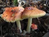 Amanita parcivolvata image