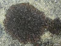 Neofuscelia verruculifera image