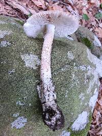 Amanita whetstoneae image