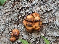 Kuehneromyces mutabilis image