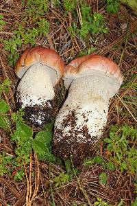 Boletus rubriceps image