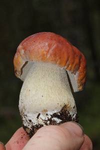 Boletus rubriceps image