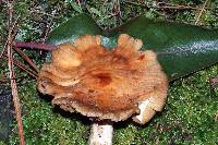 Cortinarius caperatus image