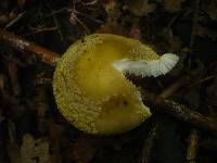 Amanita franchetii image