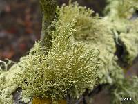 Usnea brattiae image