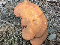 Ganoderma curtisii image