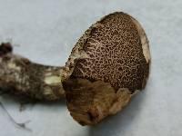 Leccinum snellii image