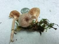 Lactarius griseus image