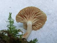 Lactarius griseus image