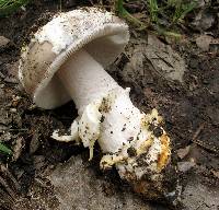 Amanita protecta image