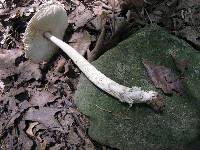 Amanita borealisorora image