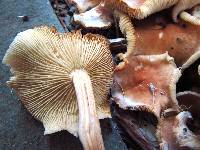Gymnopus luxurians image