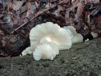 Pleurotus pulmonarius image