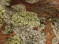 Lepraria texta image