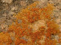 Caloplaca bolacina image