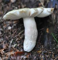 Russula violeipes image