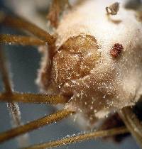 Eryniopsis caroliniana image