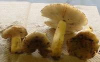 Russula pulverulenta image