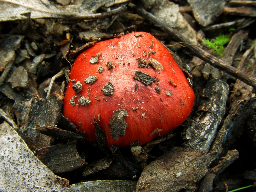 Cortinarius erythraeus image
