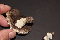 Agaricus crocodilinus image