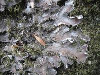 Peltigera praetextata image