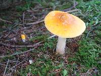 Amanita flavorubens image