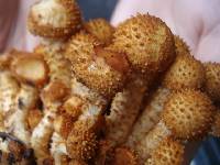 Pholiota squarrosoides image