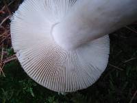 Russula heterophylla image