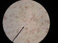 Leucocoprinus cepistipes image