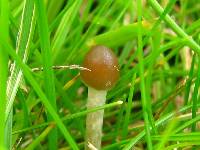 Psilocybe semilanceata image