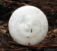 Amanita roseitincta image