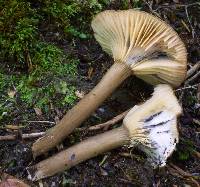 Lactarius lignyotus image