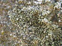 Phaeophyscia pusilloides image