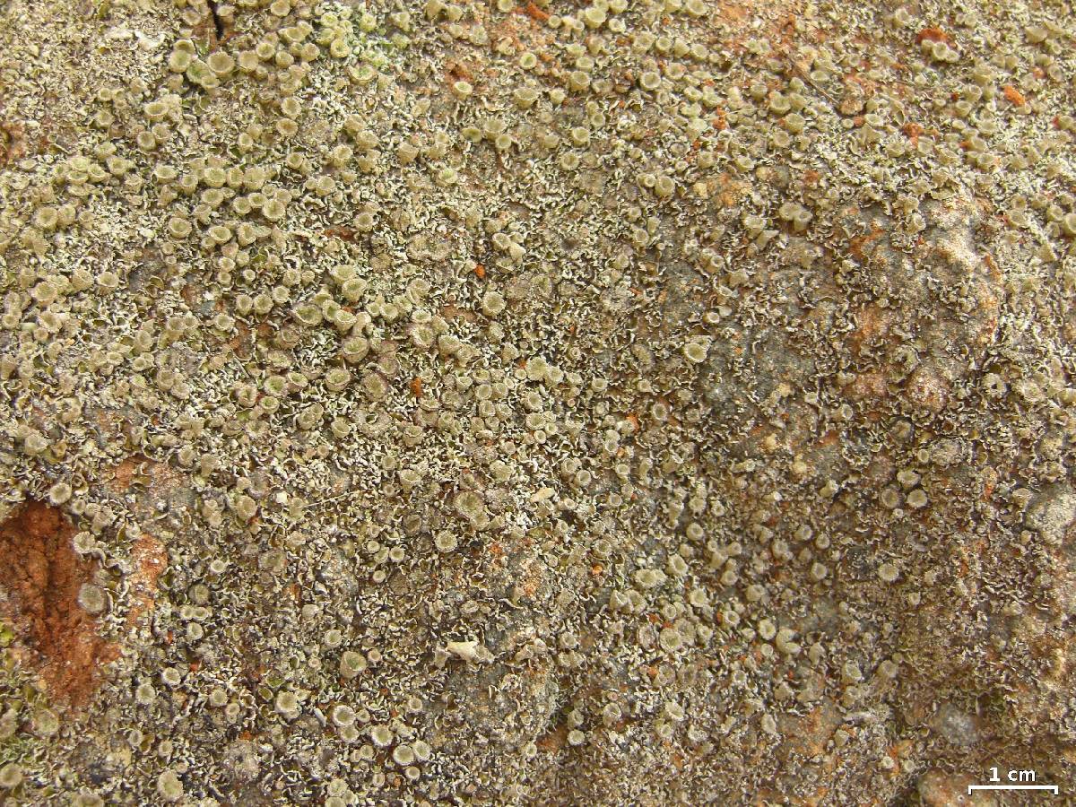 Cladonia nashii image