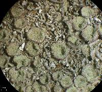 Cladonia nashii image