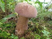 Tylopilus rubrobrunneus image