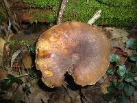 Boletus pulverulentus image