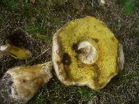 Boletus radicans image