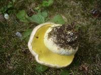 Boletus radicans image