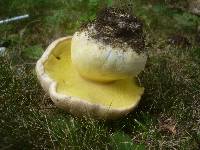 Boletus radicans image