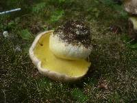 Boletus radicans image