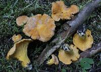 Cantharellus roseocanus image